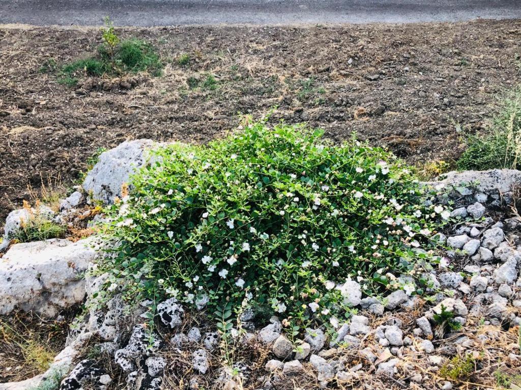 B&B Tenuta La Puntara Caltanissetta Esterno foto