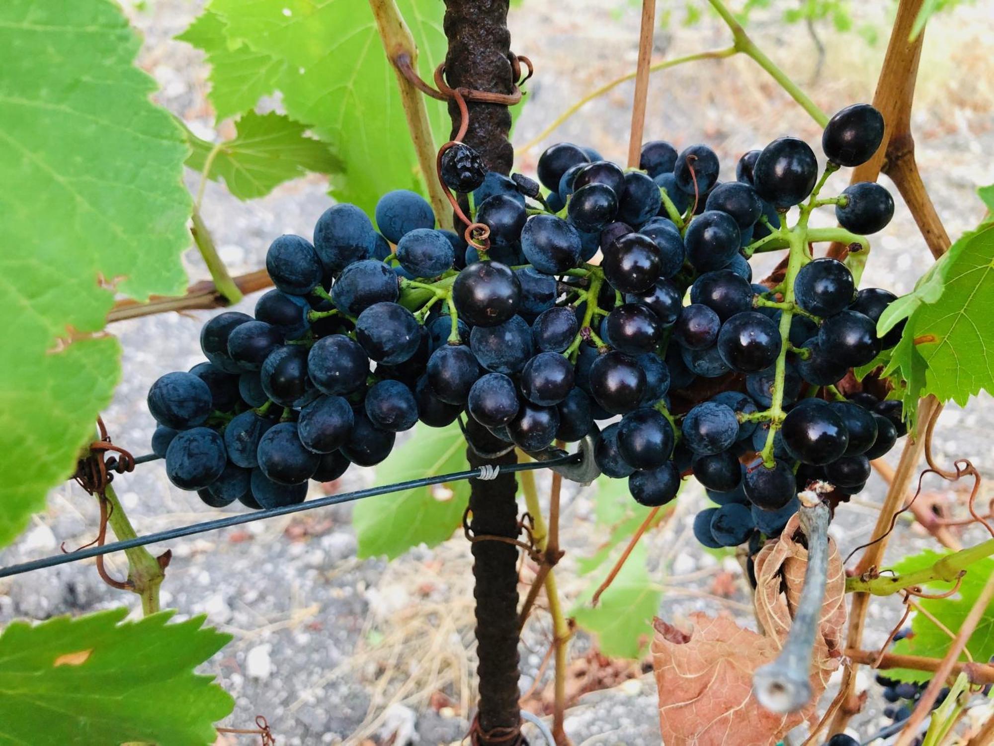 B&B Tenuta La Puntara Caltanissetta Esterno foto