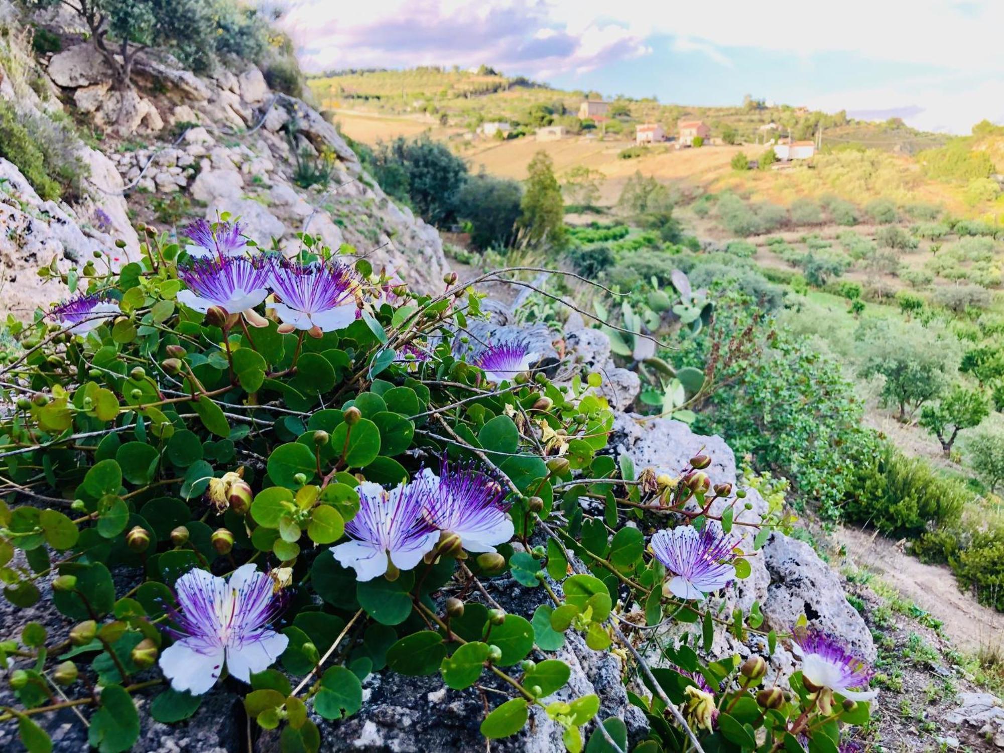 B&B Tenuta La Puntara Caltanissetta Esterno foto