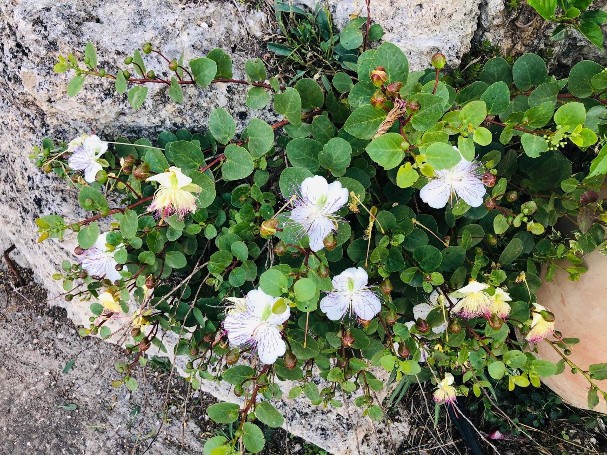 B&B Tenuta La Puntara Caltanissetta Esterno foto